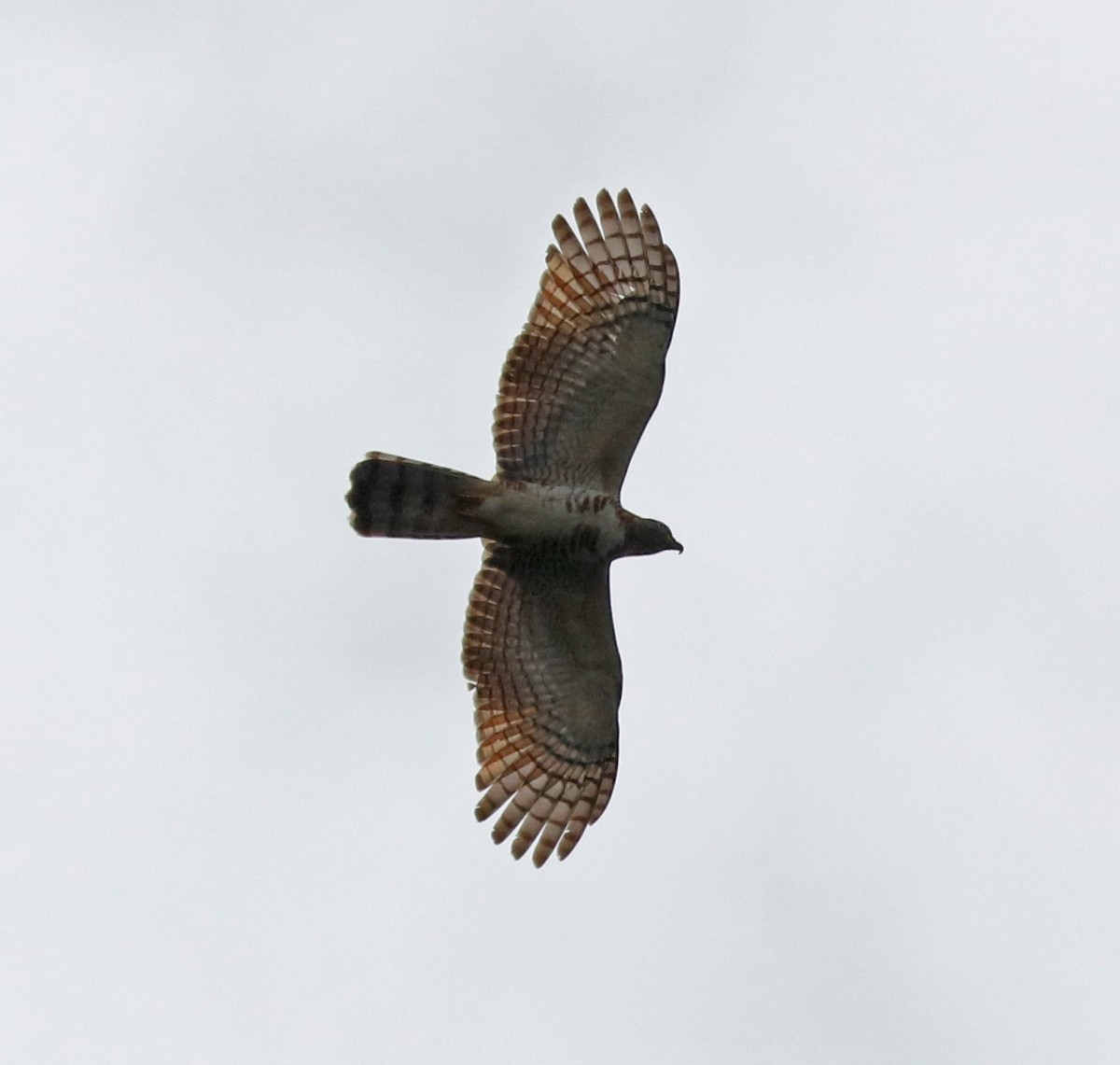 Hook-billed Kite - ML97694681