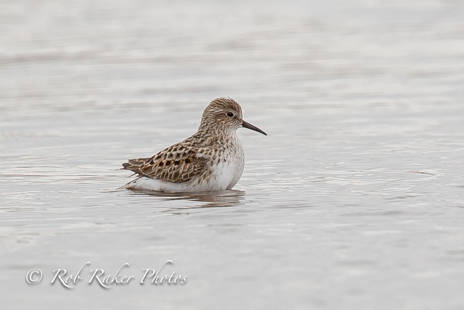 Least Sandpiper - ML97695041