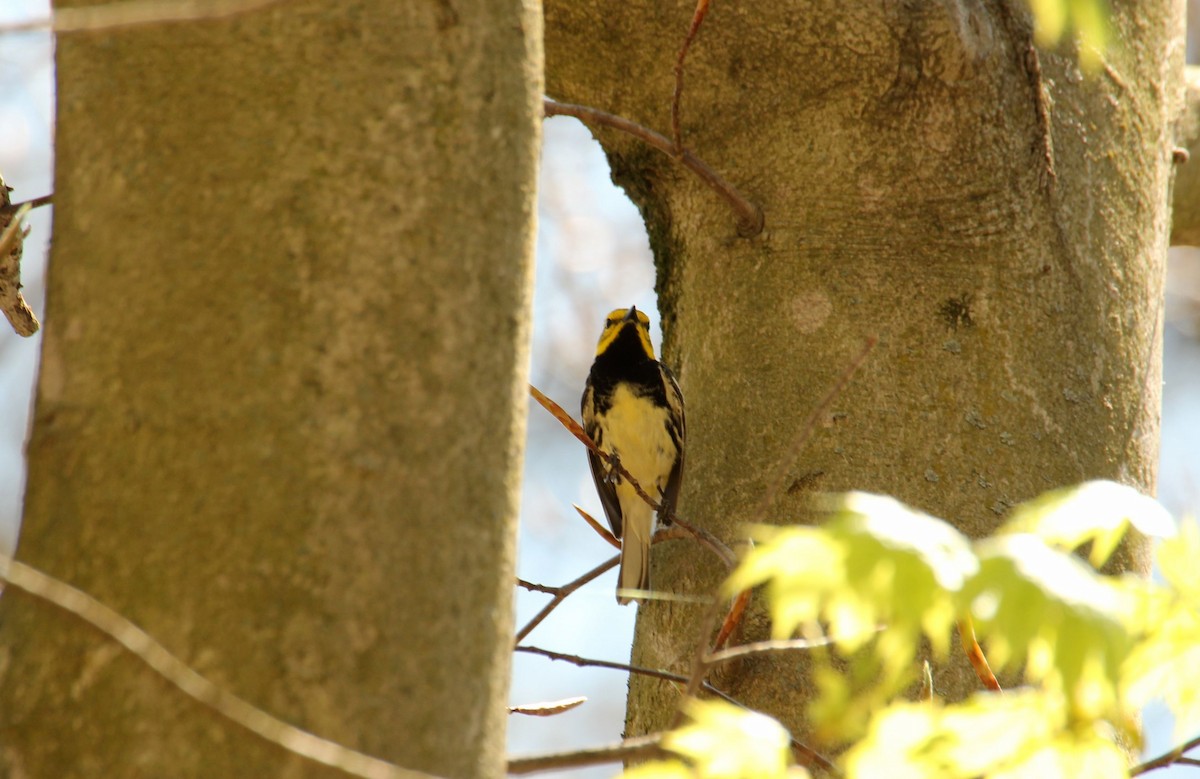 Grünmantel-Waldsänger - ML97695101