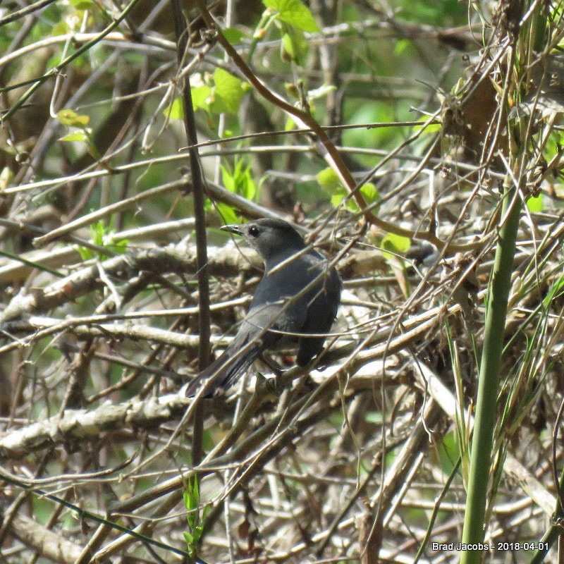 Pájaro Gato Gris - ML97695481