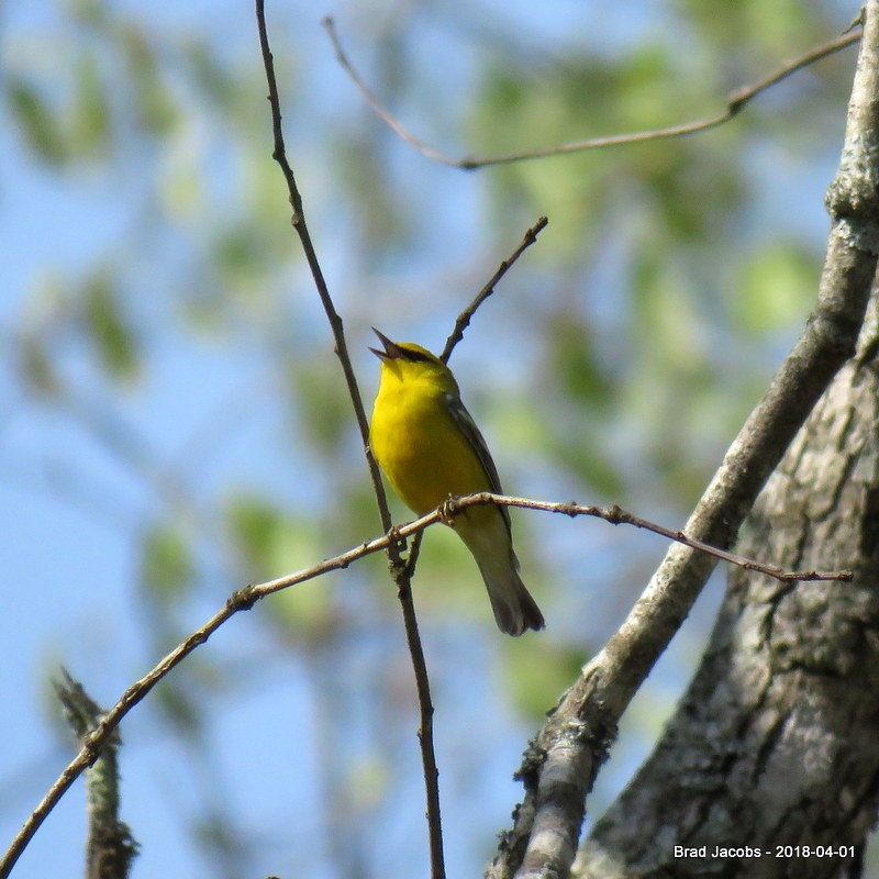 Blauflügel-Waldsänger - ML97696091