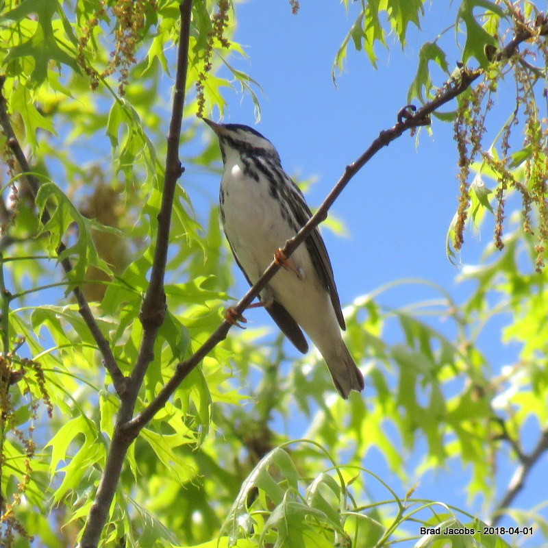 Streifenwaldsänger - ML97696471