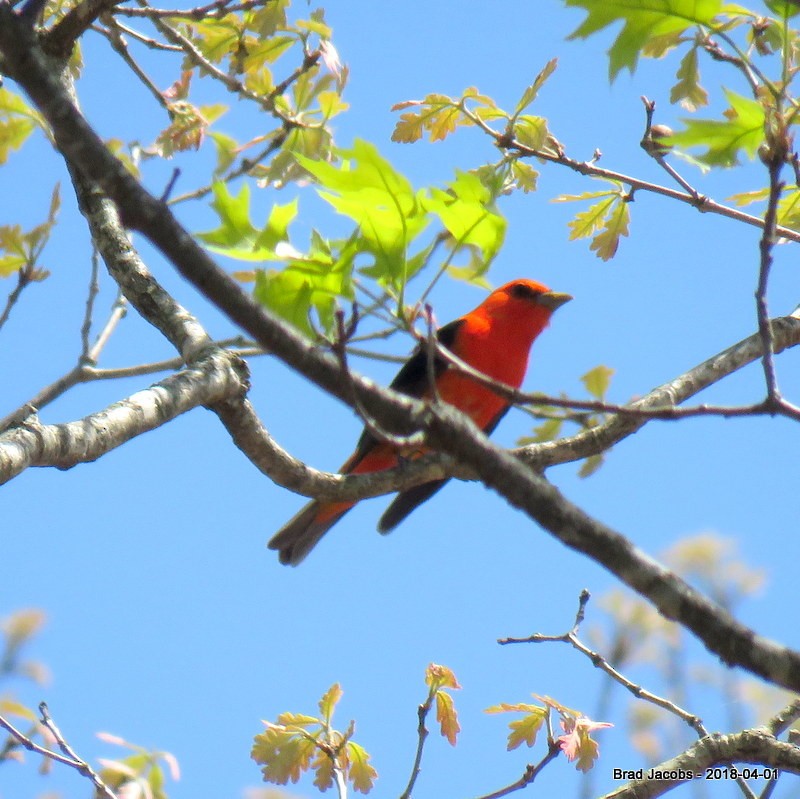 Scarlet Tanager - ML97696961