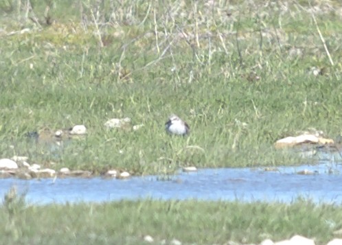 Dunlin - ML97697301