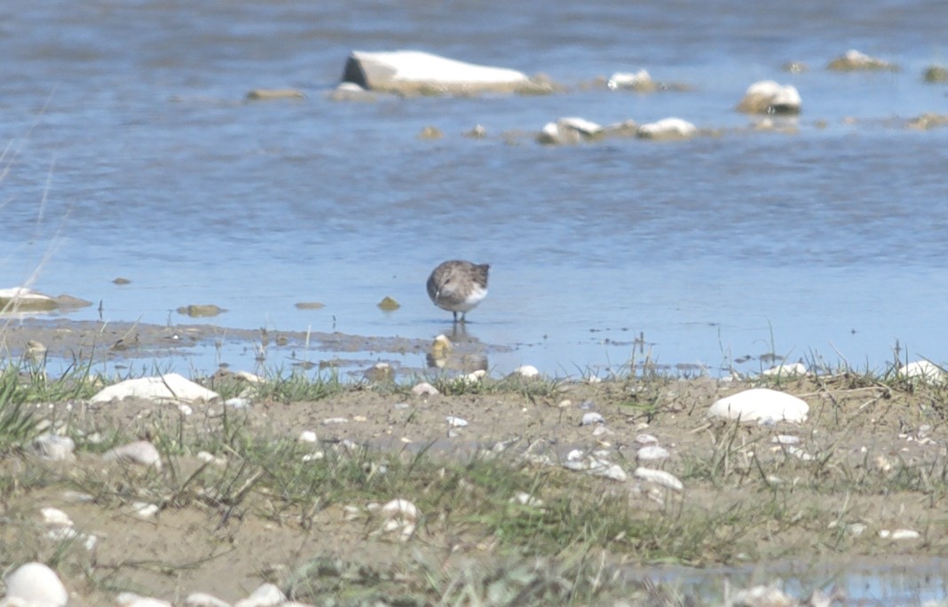 Temminckstrandläufer - ML97697401