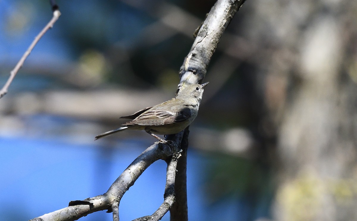 Pine Warbler - ML97698161