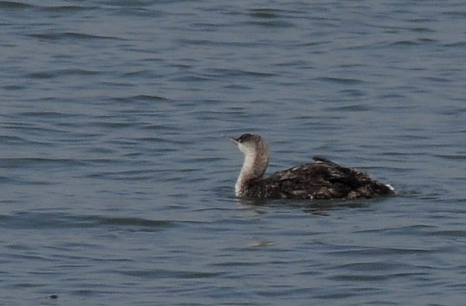 Red-throated Loon - ML97698601