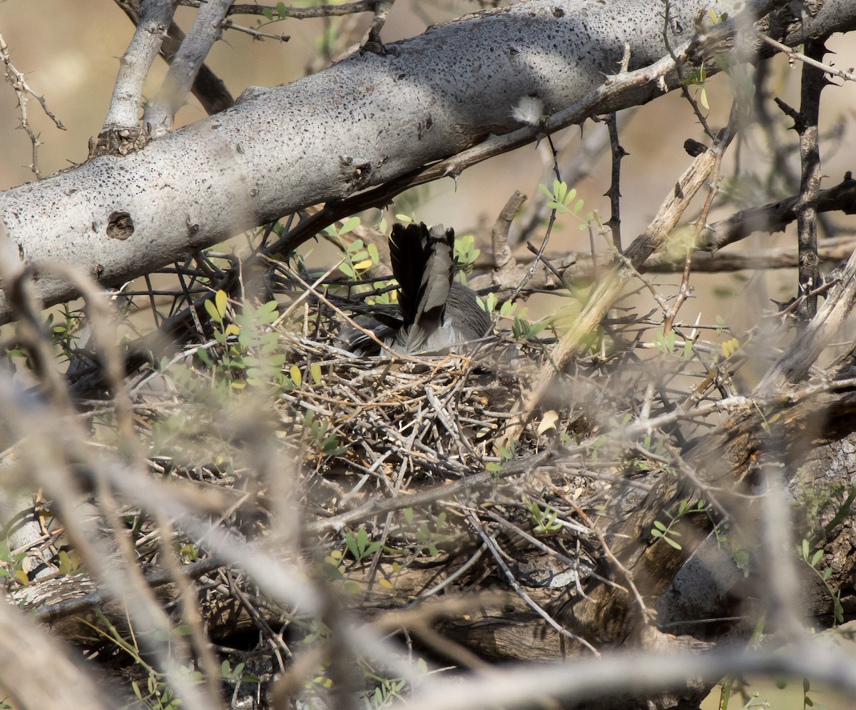 Loggerhead Shrike - ML97698811