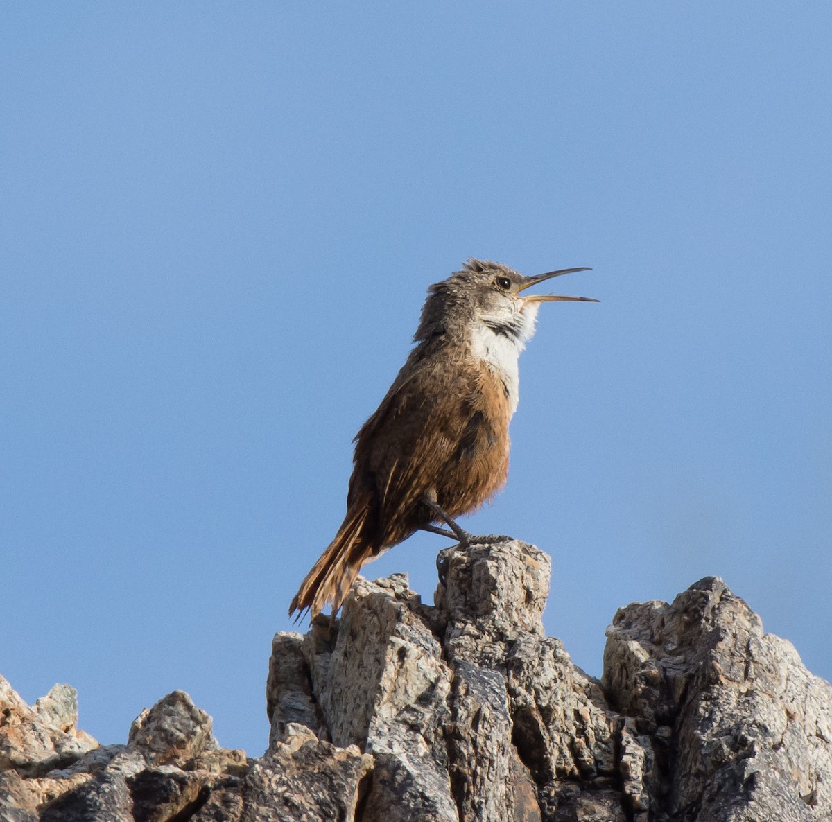 Canyon Wren - ML97698951