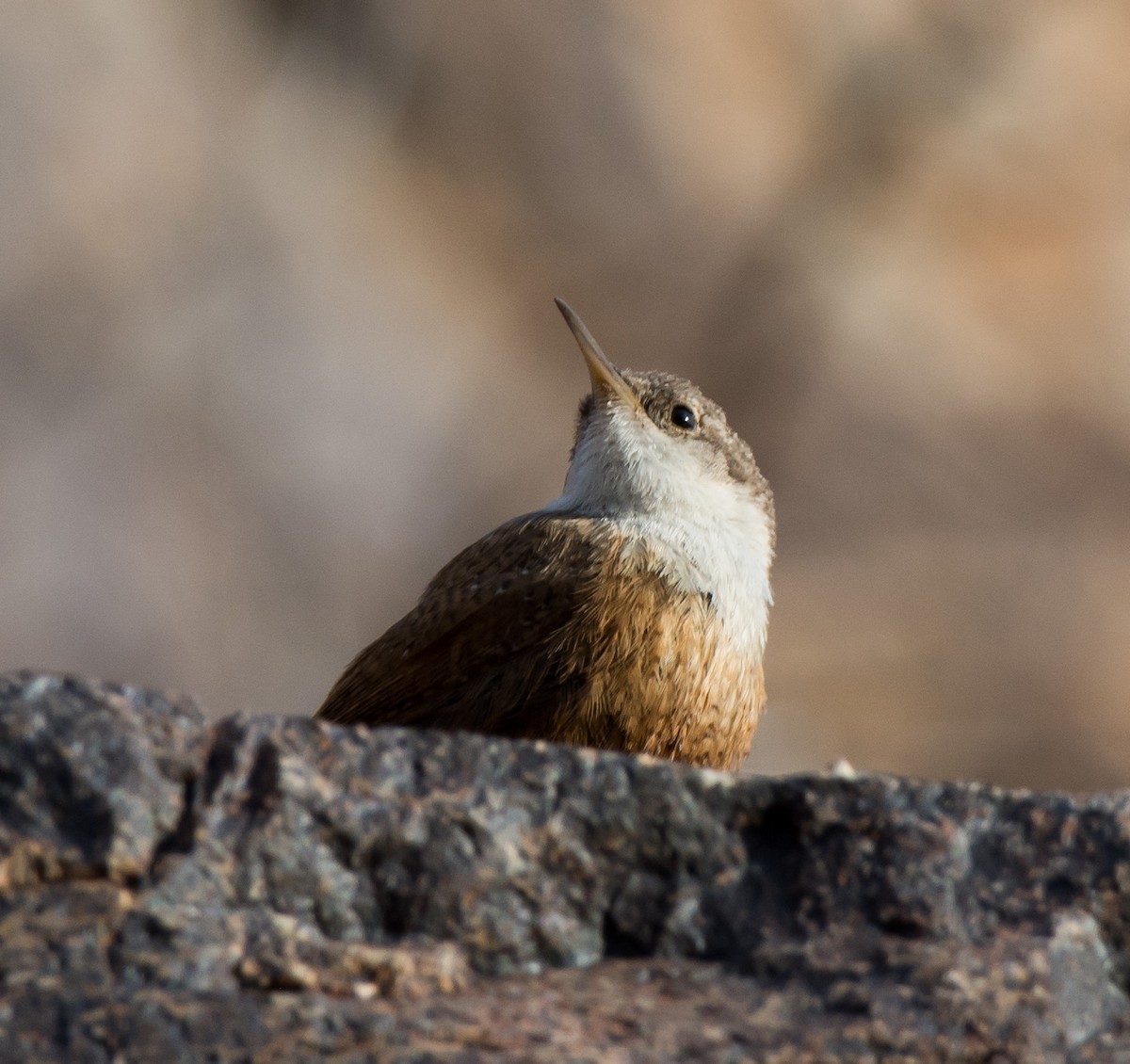 Canyon Wren - ML97698961