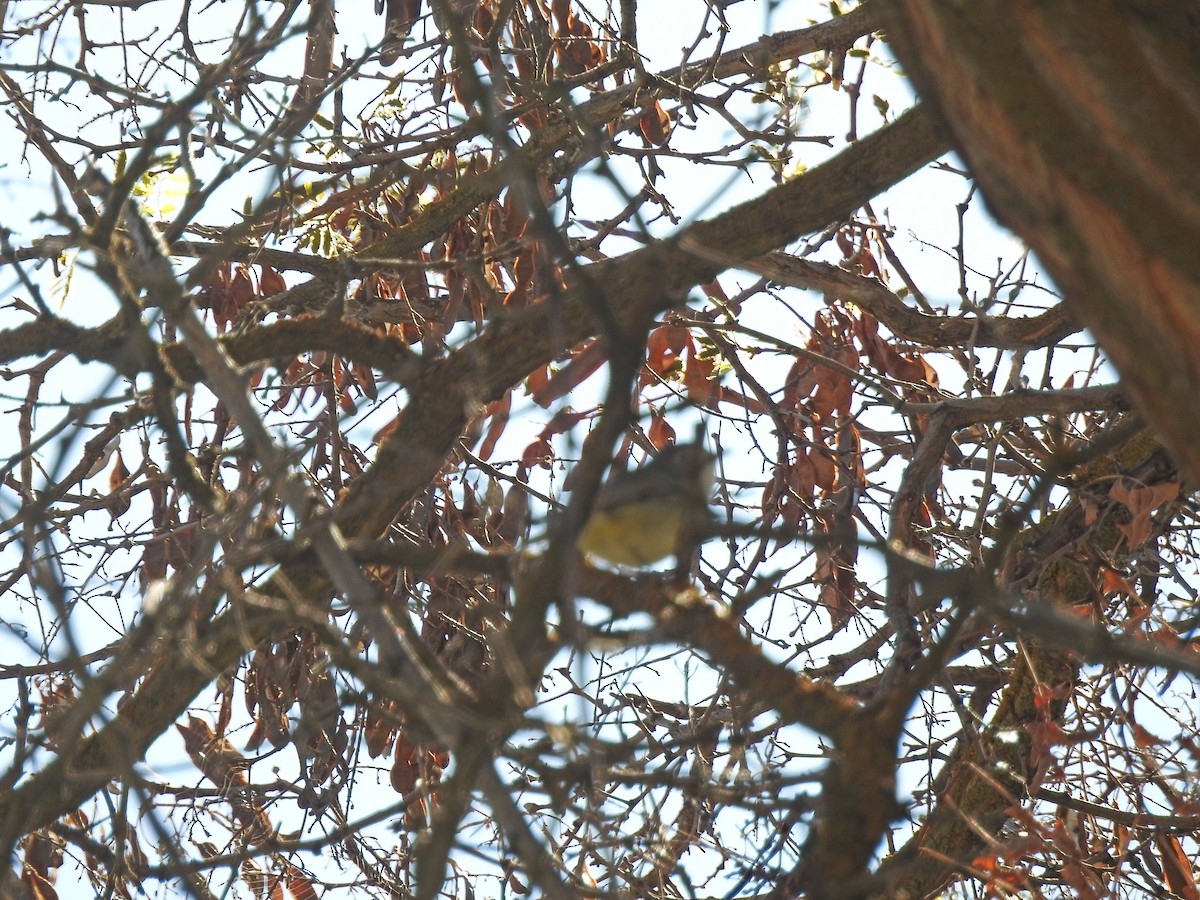 Cassin's Vireo - Mary Rumple