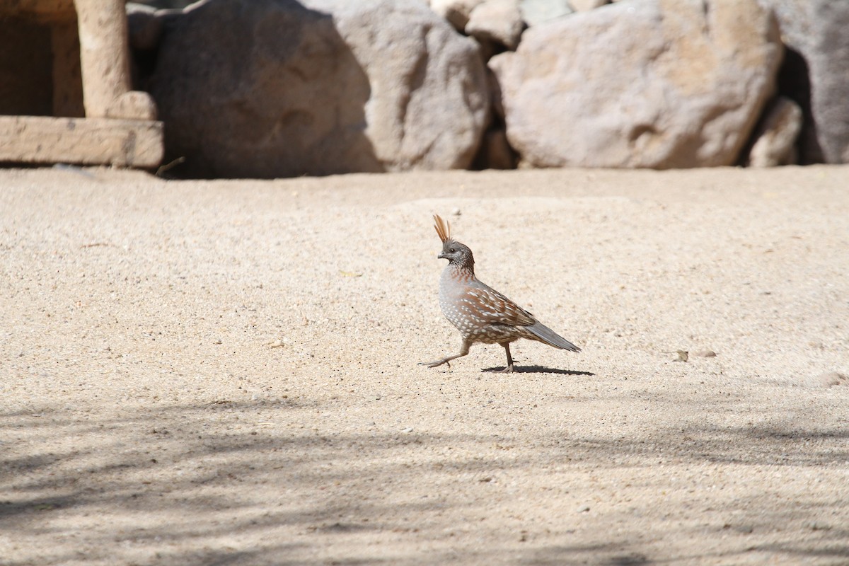 Elegant Quail - Ryan Terrill