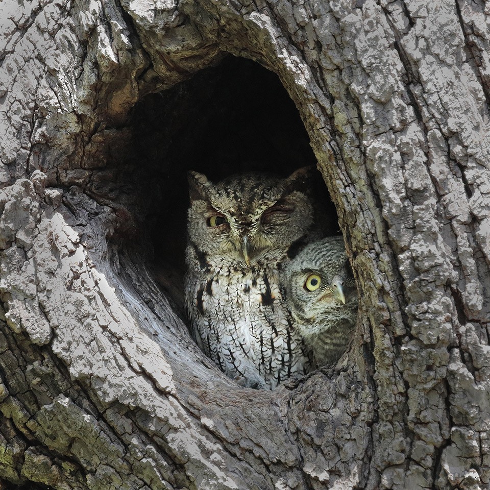 Western Screech-Owl - ML97700981