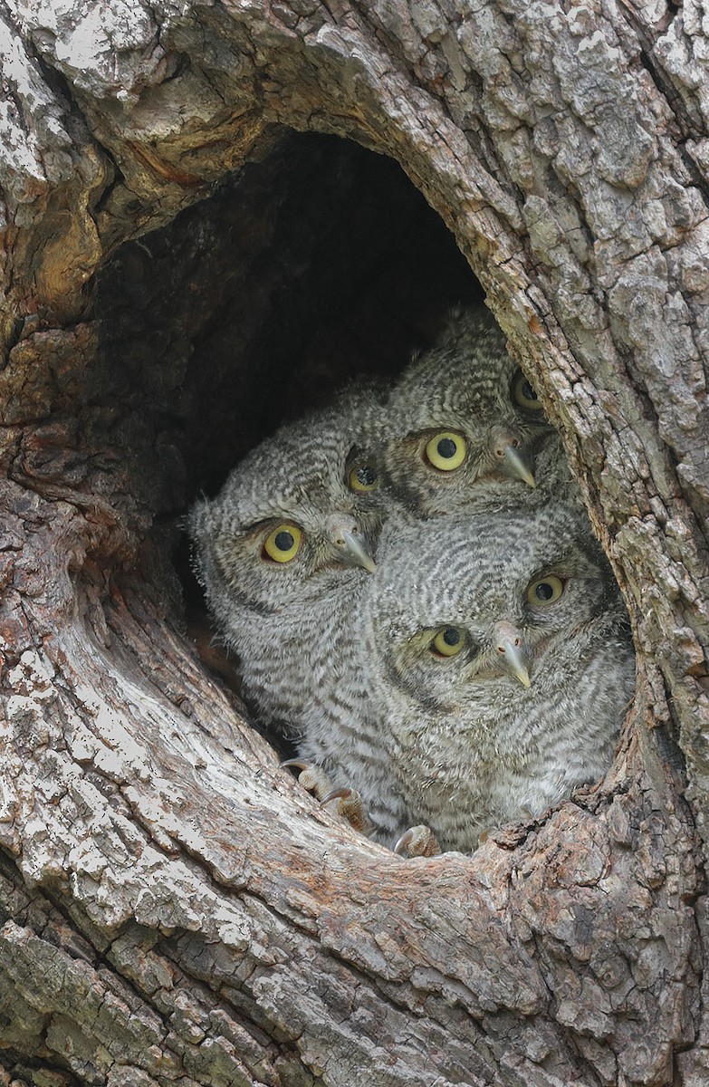 Western Screech-Owl - ML97700991