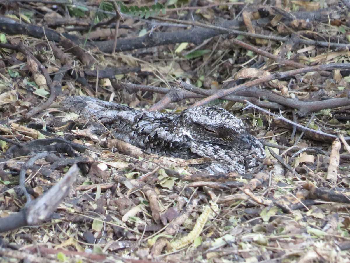 Common Poorwill - ML97701791