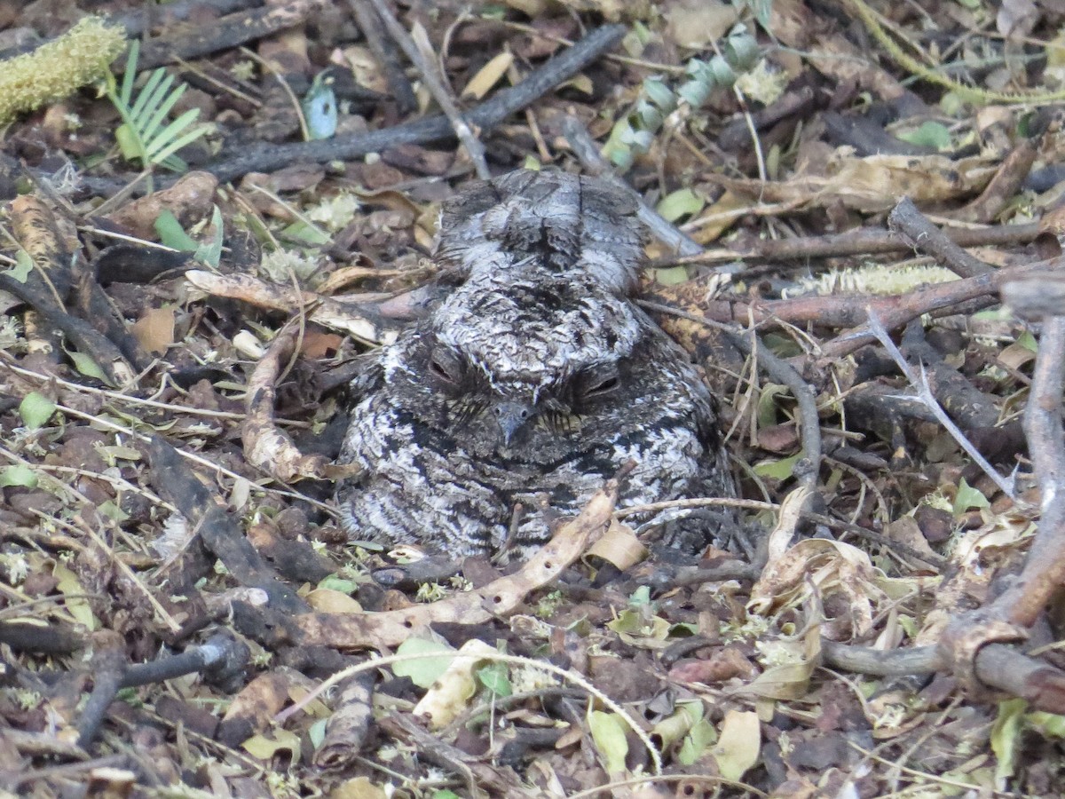 Common Poorwill - ML97701811