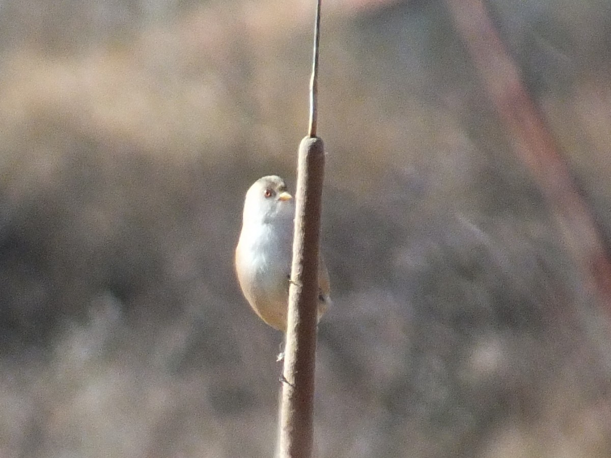 Bearded Reedling - ML97703011