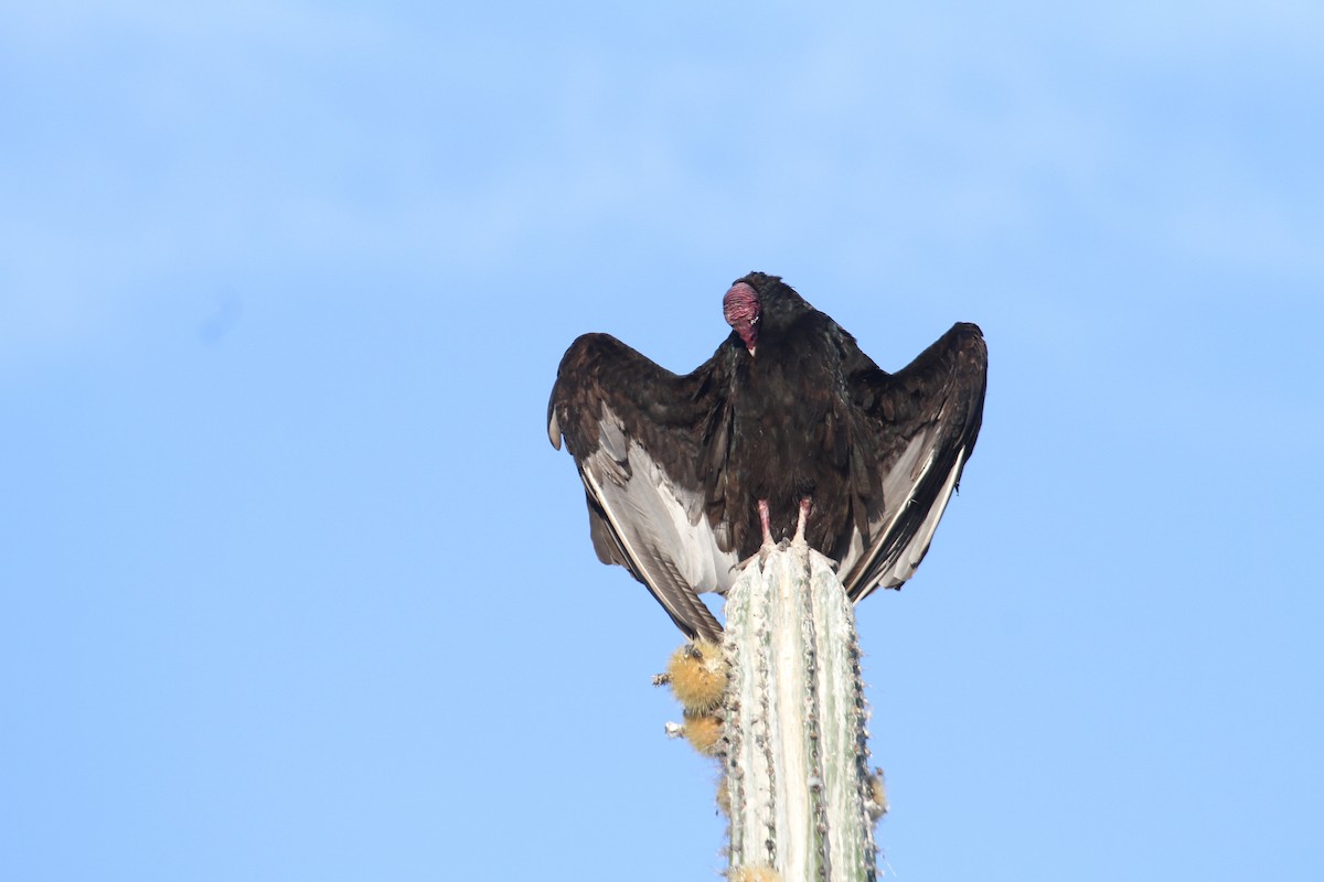 Turkey Vulture - Ryan Terrill