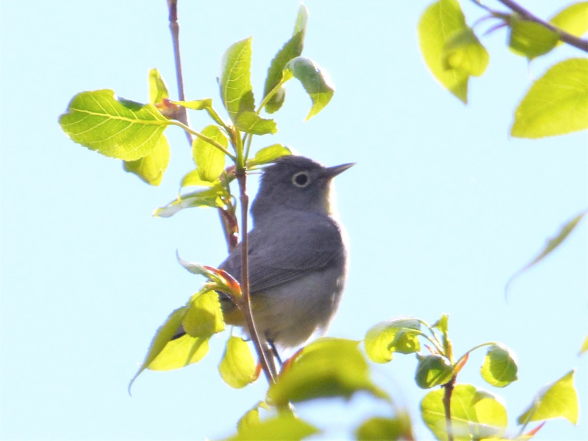Virginia's Warbler - ML97705321