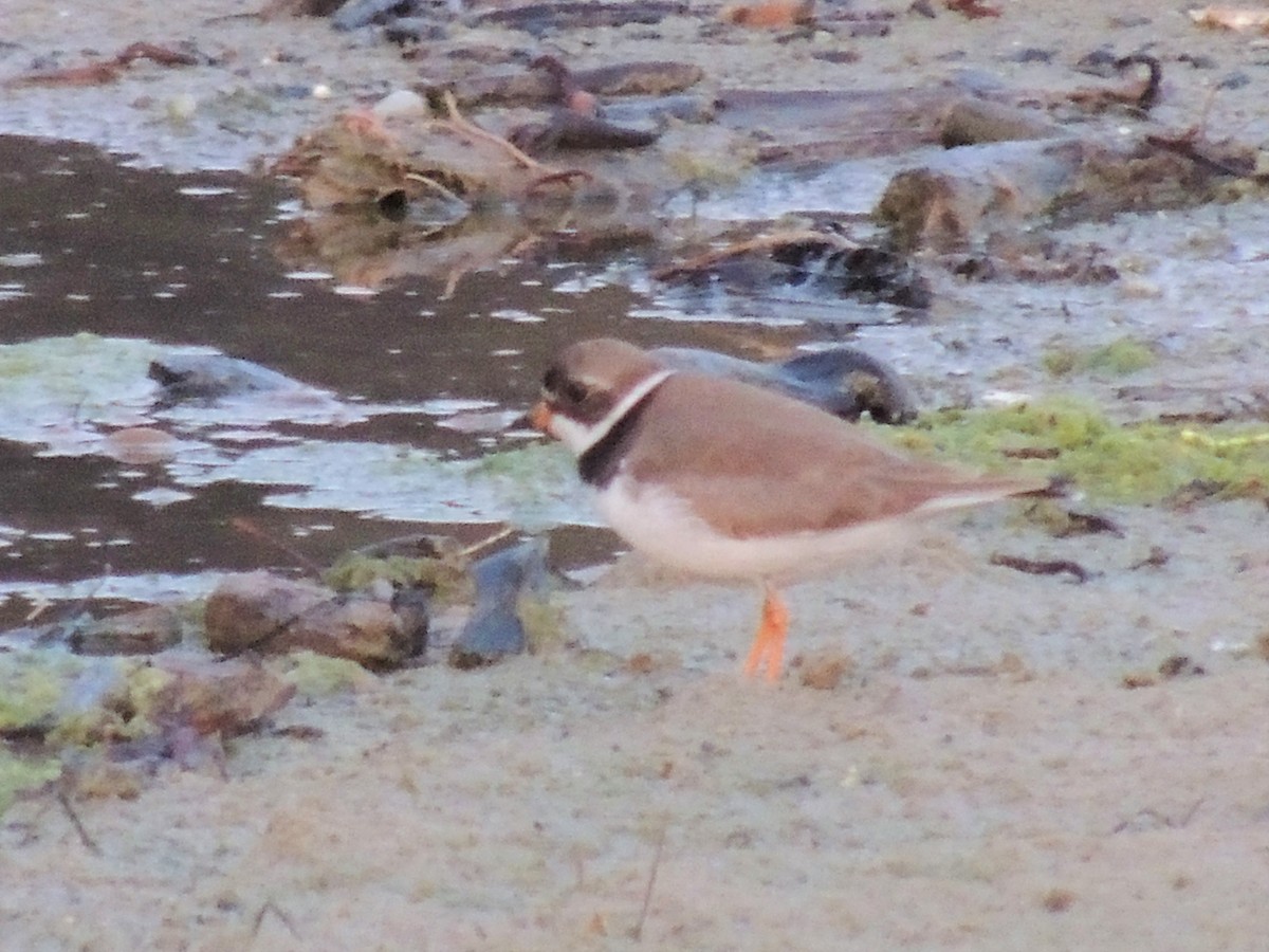 Semipalmated Plover - ML97705461