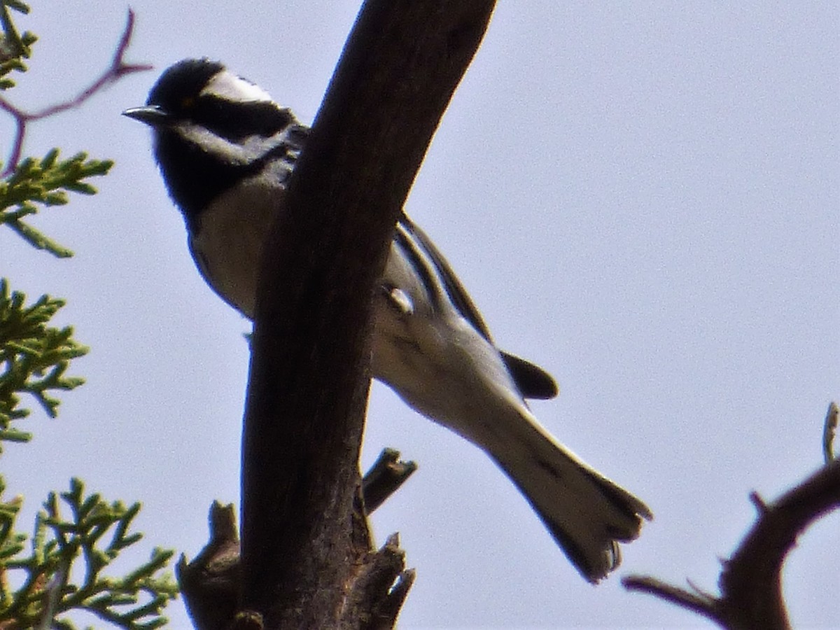 Black-throated Gray Warbler - ML97705871