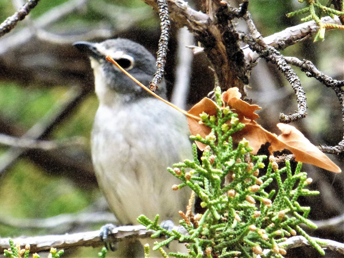 Plumbeous Vireo (Plumbeous) - ML97706231