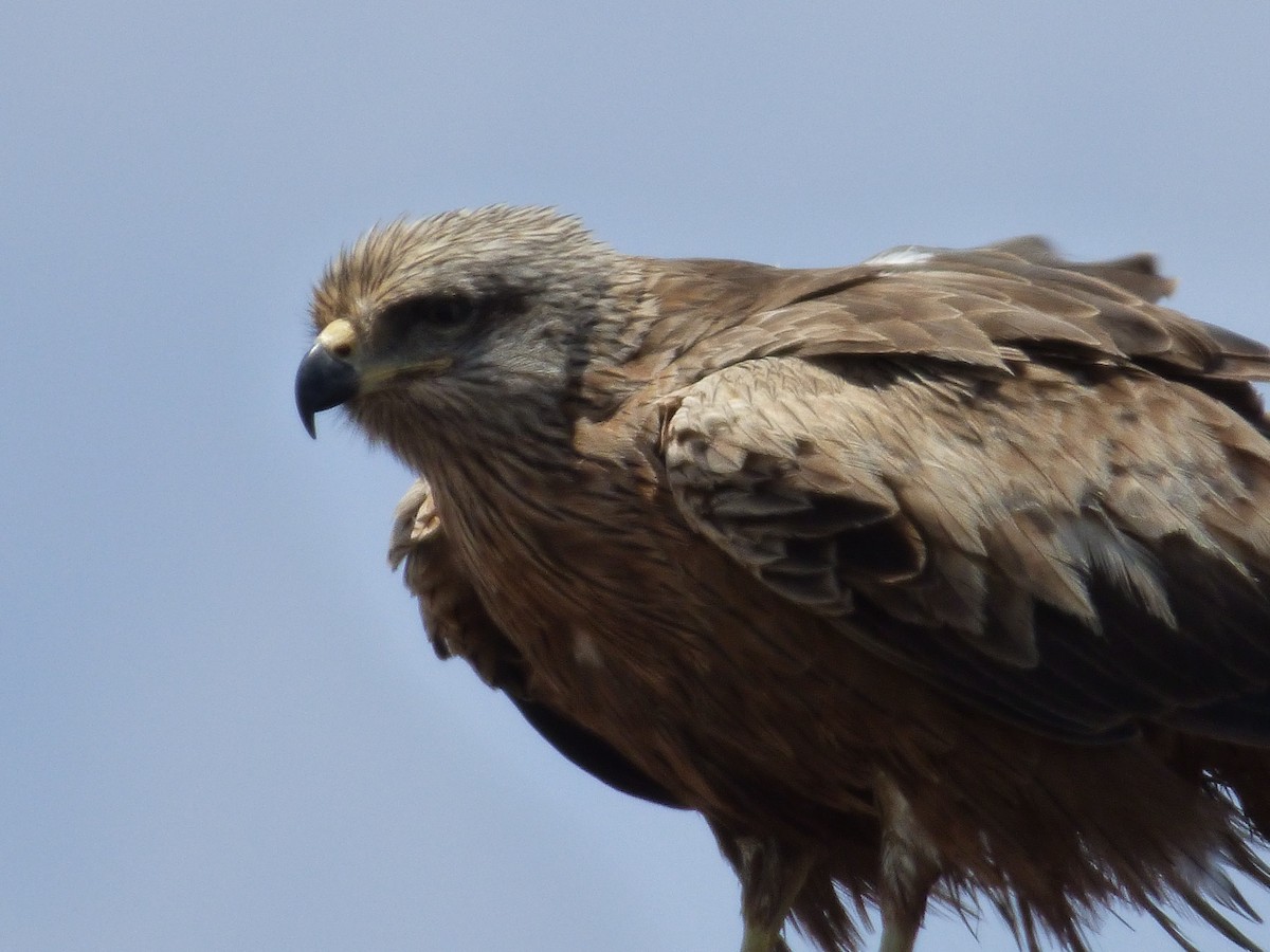 Black Kite - ML97707201