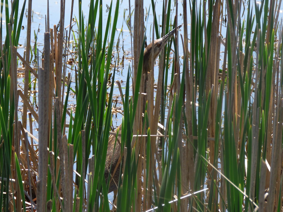 American Bittern - ML97709941