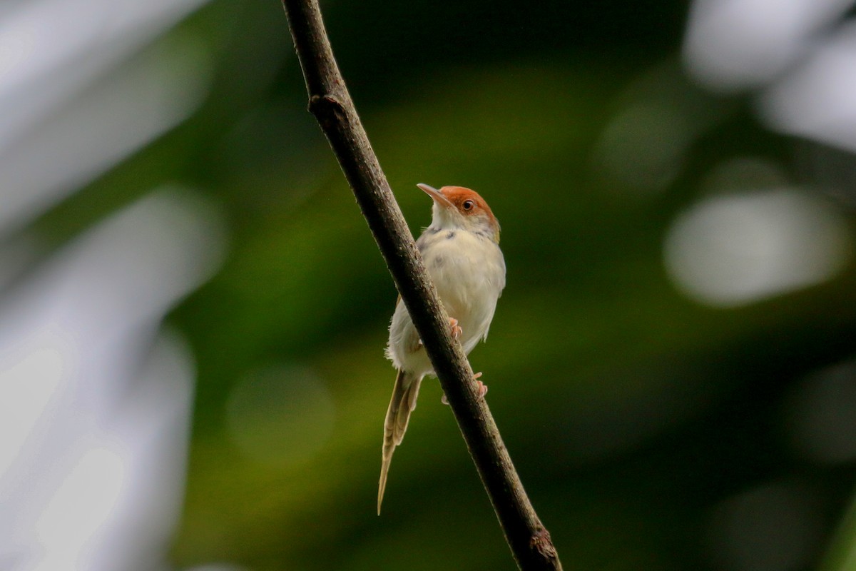 Common Tailorbird - ML97710691