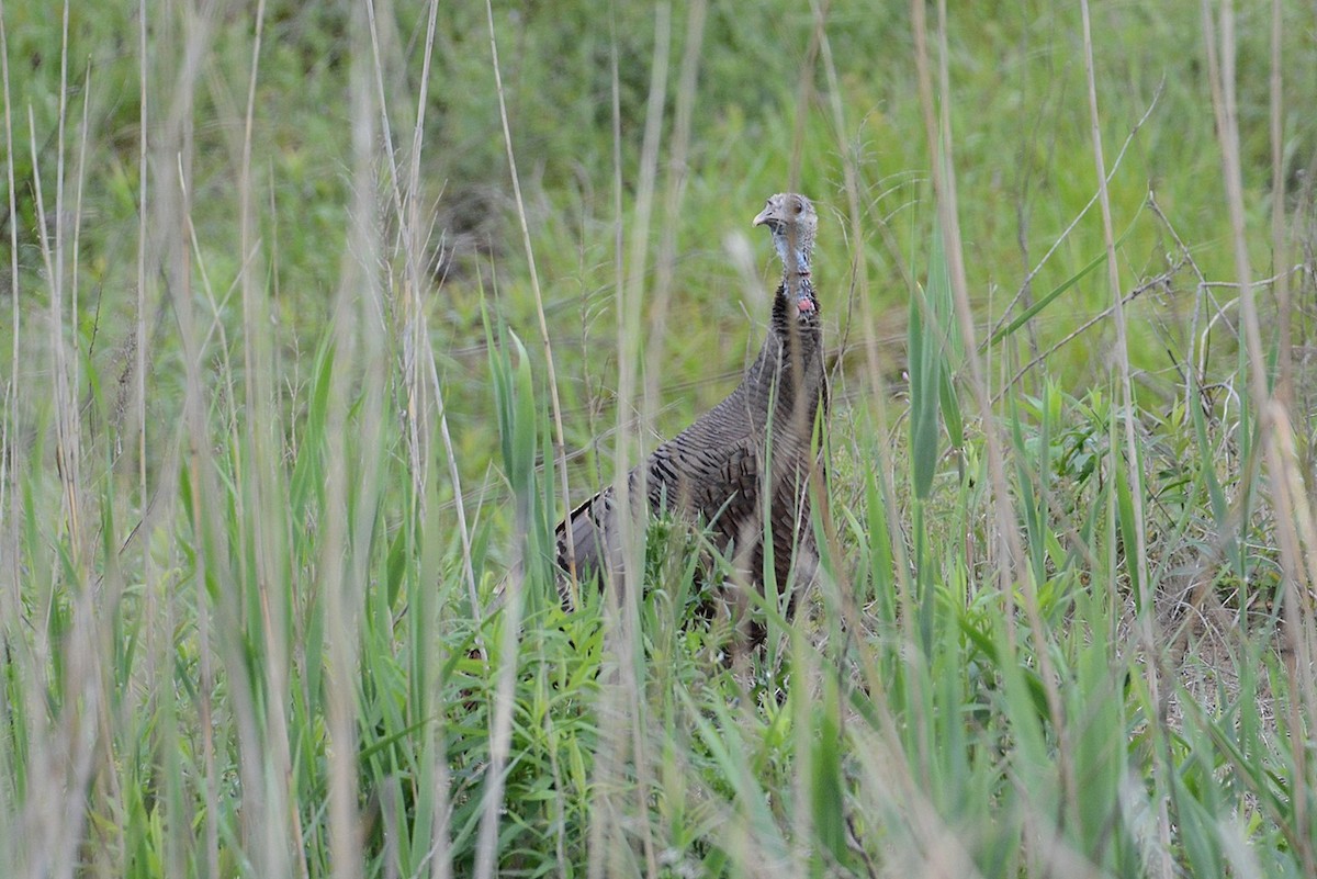 Wild Turkey - ML97716091