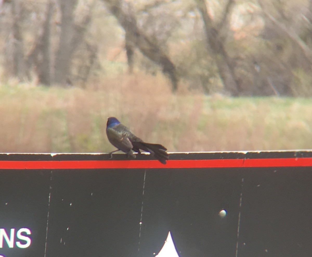 vlhovec velkoocasý - ML97716221