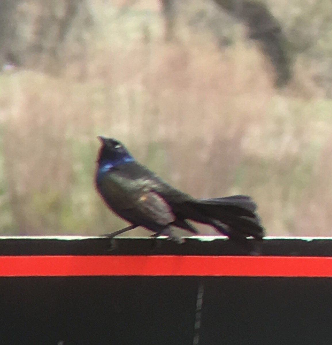 vlhovec velkoocasý - ML97716241