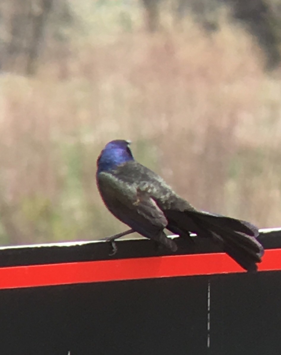 vlhovec velkoocasý - ML97716251