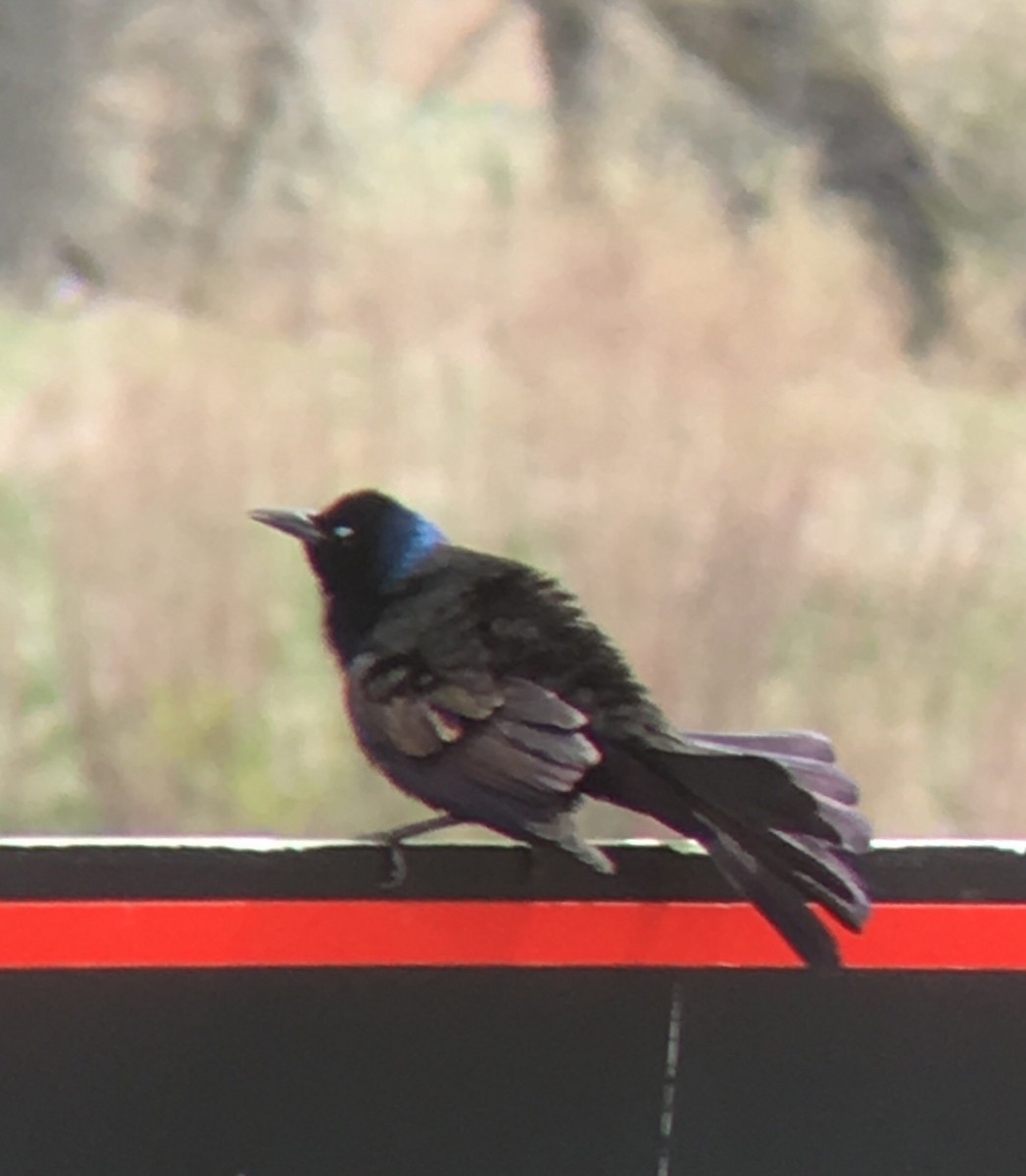 vlhovec velkoocasý - ML97716261