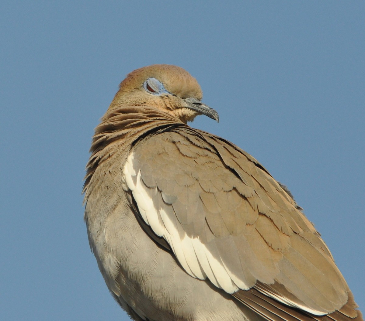 White-winged Dove - ML97716421