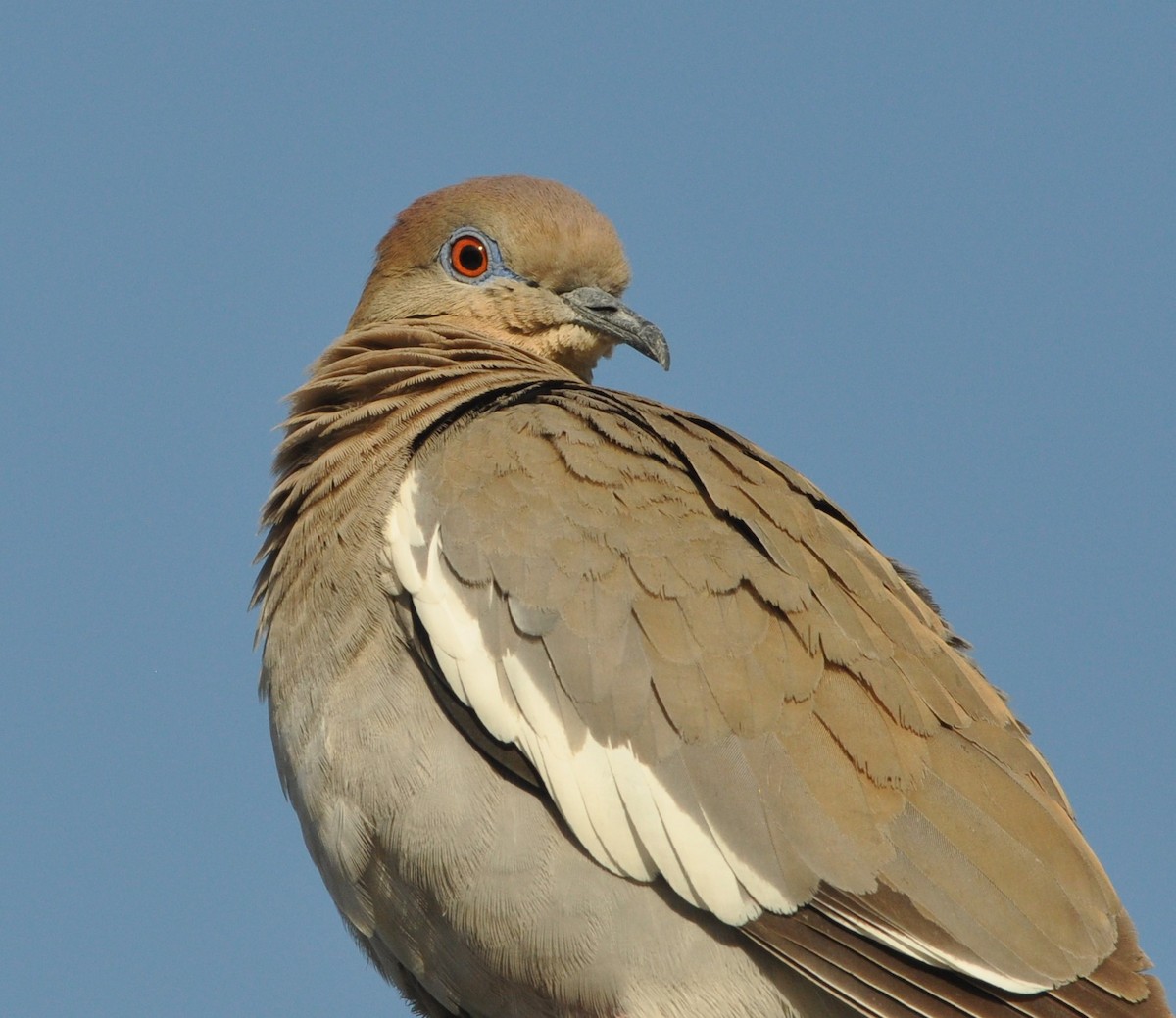 White-winged Dove - ML97716441