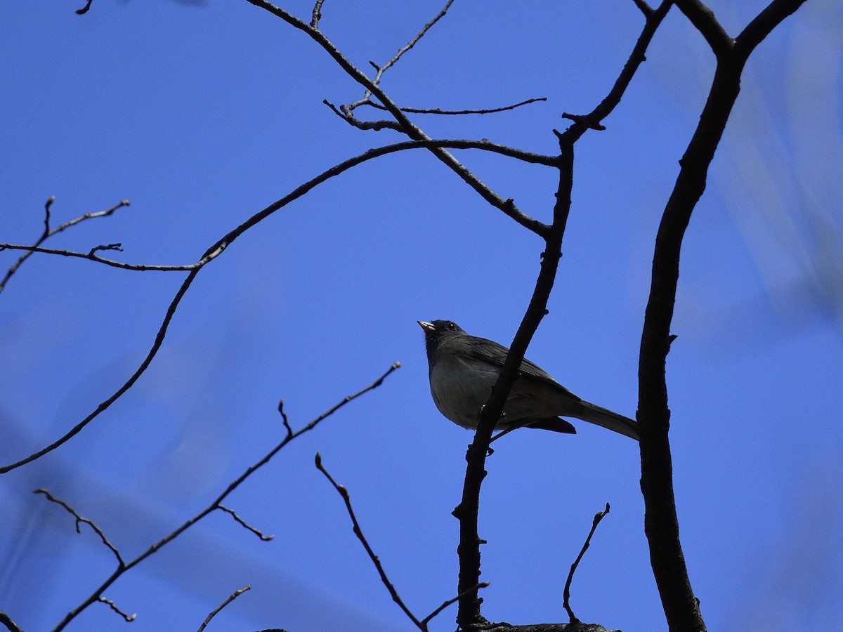 Dark-eyed Junco - Guillaume Charette