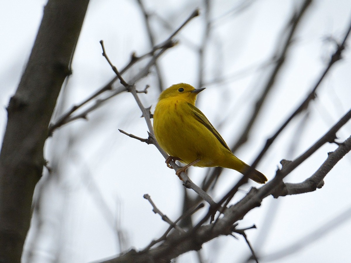 Yellow Warbler - ML97720421