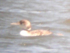 Yellow-billed Loon - Rich Hoyer