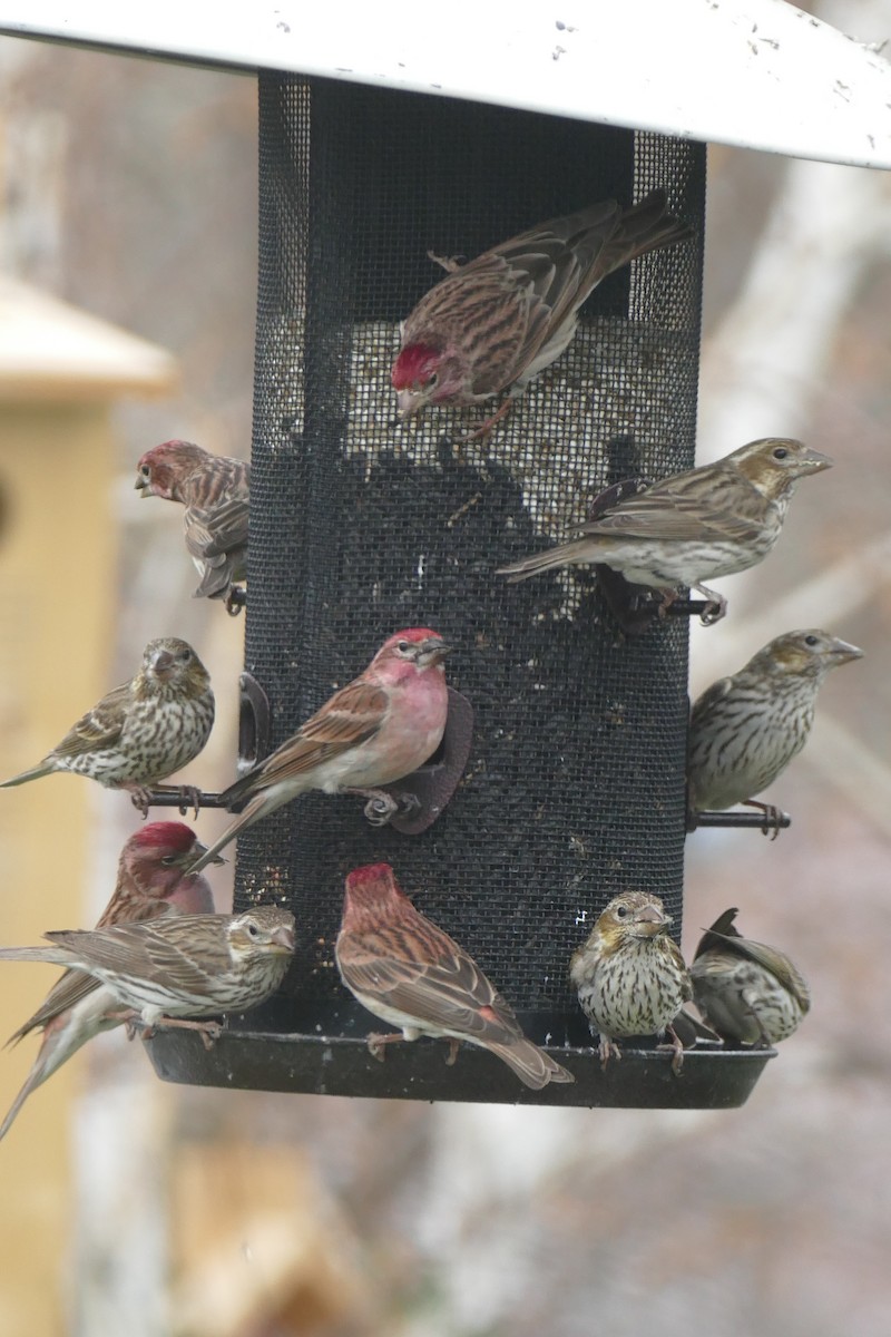 Cassin's Finch - gwenn vikse