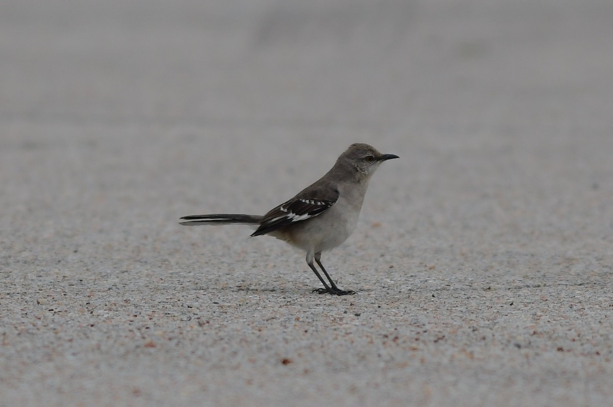 Northern Mockingbird - ML97722981