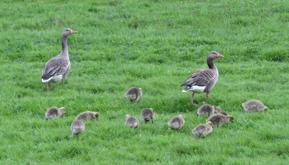 Graylag Goose - ML97723271