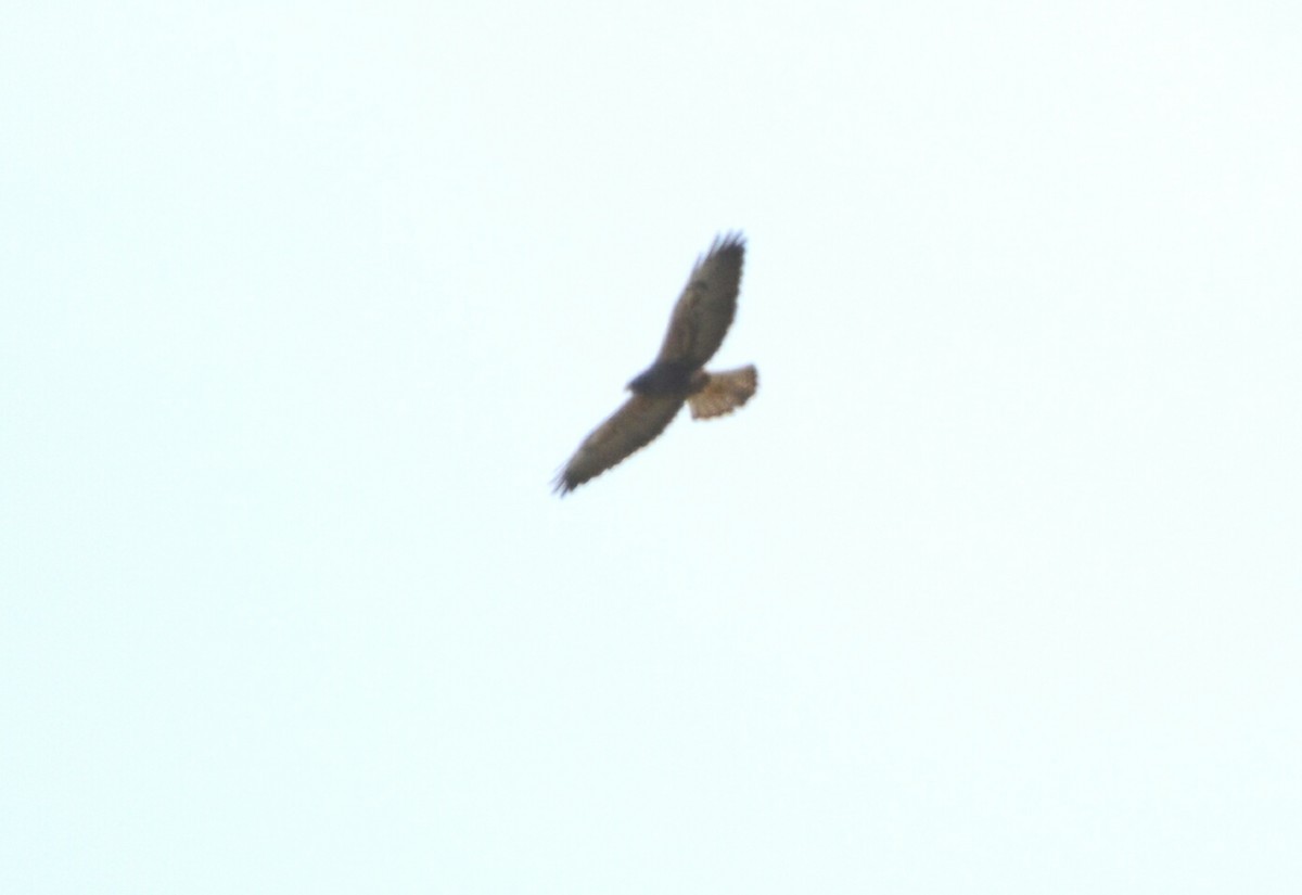 Swainson's Hawk - ML97724171