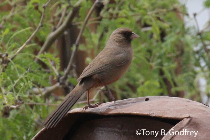 Abert's Towhee - ML97724391