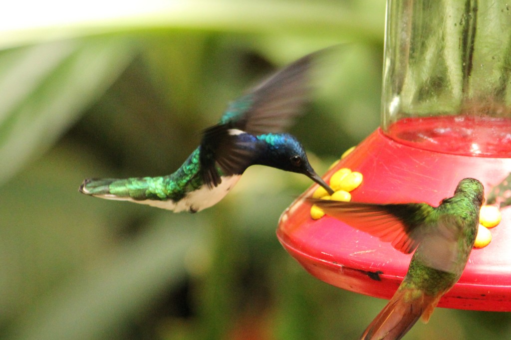 White-necked Jacobin - Natalia Allenspach