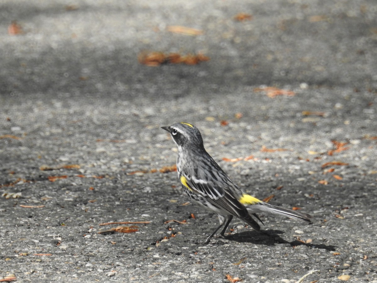 Yellow-rumped Warbler - Bill Townsend