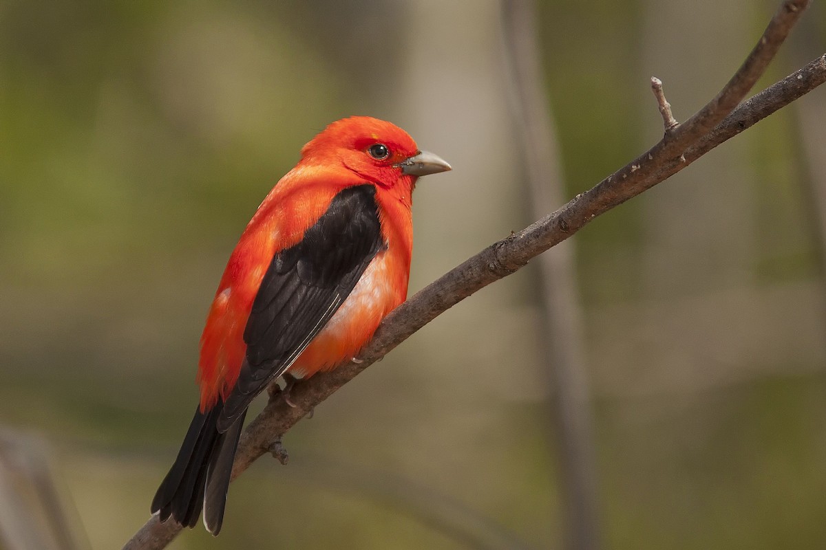 Scarlet Tanager - ML97727011