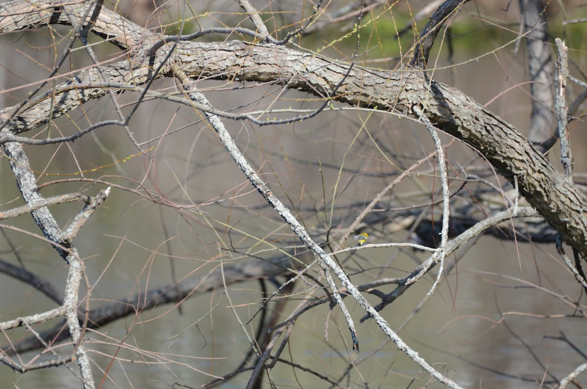 Paruline orangée - ML97727701