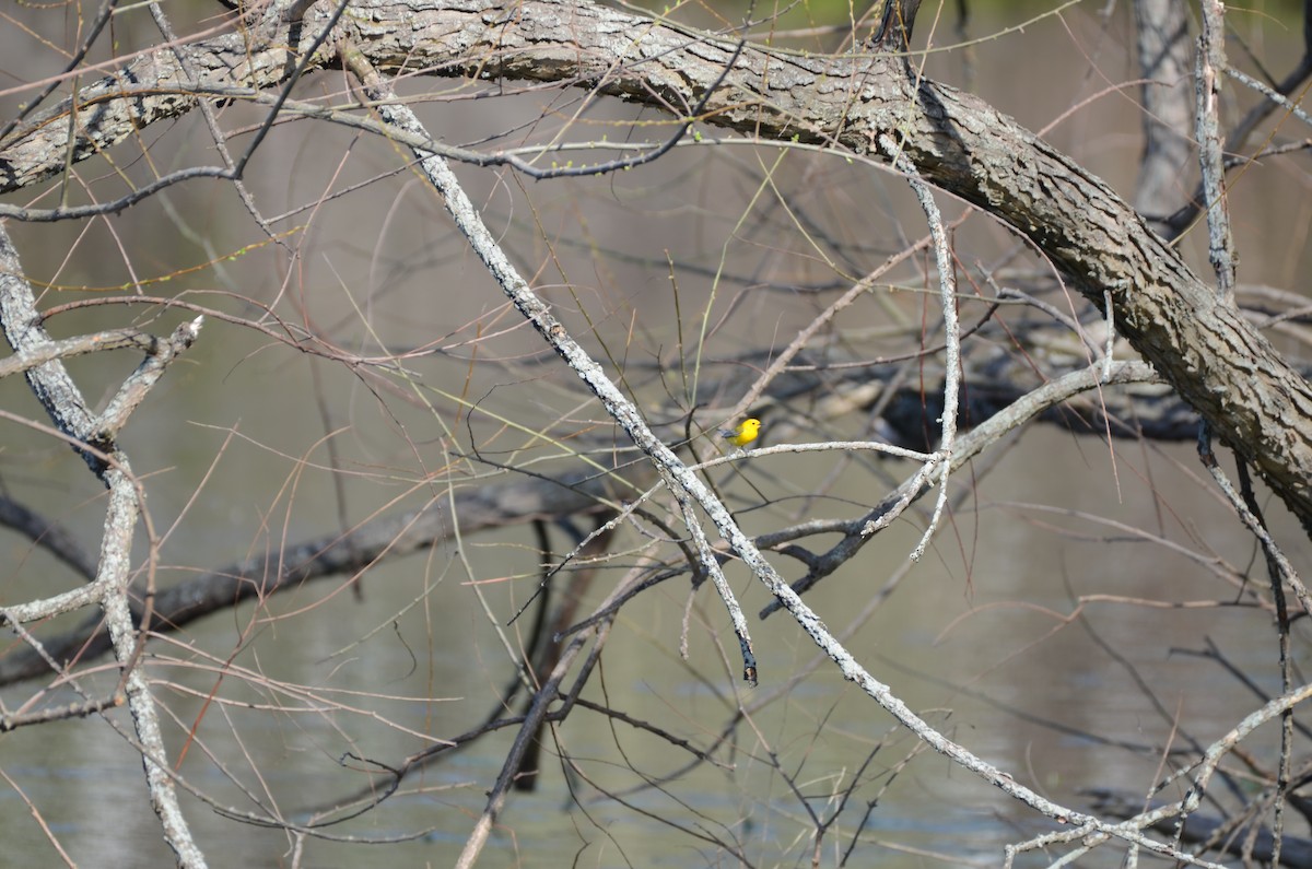 Paruline orangée - ML97728041