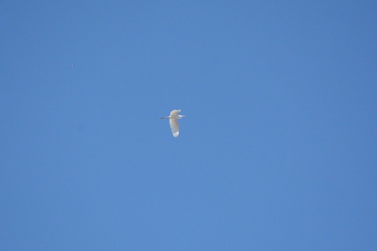 Цасч дэглий - ML97728451